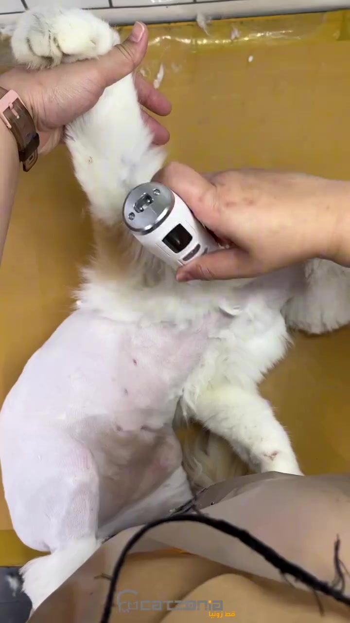 Tangan groomer mencukur bulu kaki kucing dengan clipper elektrik semasa sesi lion cut