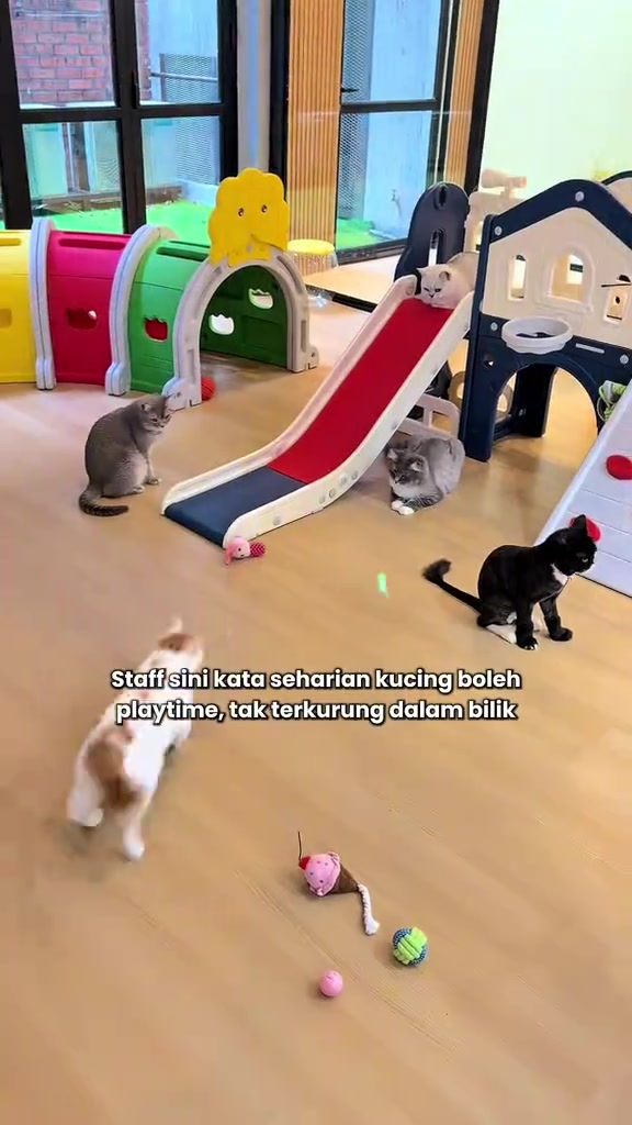 Hantar kucing ke cat hotel musim cuti: cara saya pilih bilik, syarat vaksin, dan harga RM25–RM150 semalam di KL
