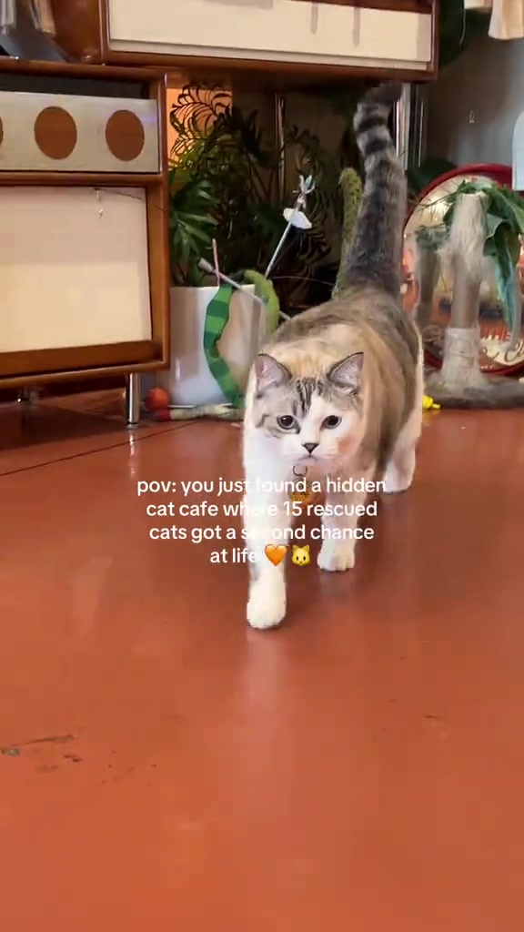 Kucing warna krim berjalan santai atas lantai oren dalam kafe kucing, mainan kucing dan tanaman hiasan di latar belakang