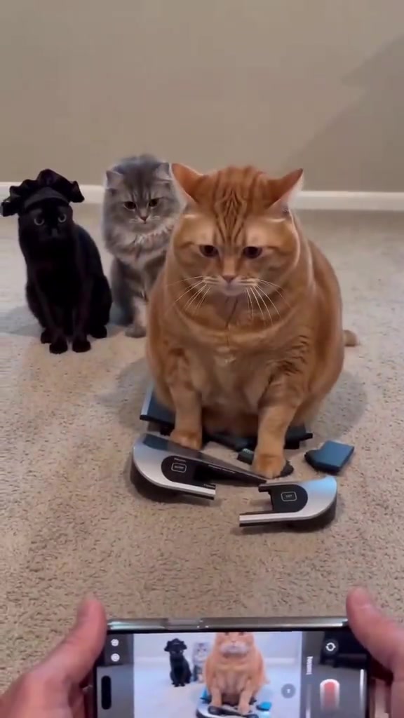 Kucing makan gelojoh dan minta makan selalu: portion sehari, cara timbang, dan slow feeder dalam RM
