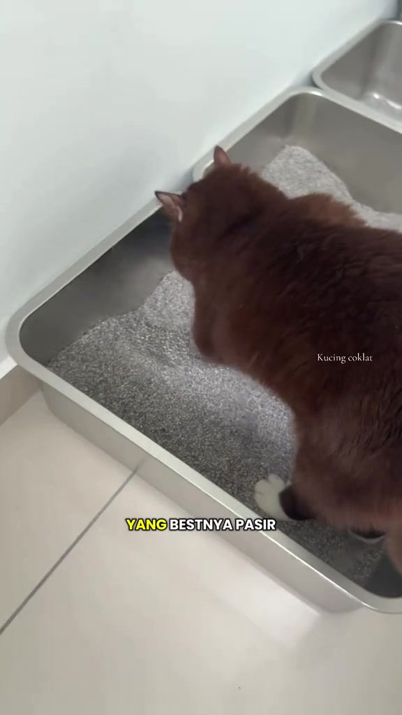 Kucing perang berdiri dalam tray stainless steel berisi pasir kucing mineral kelabu