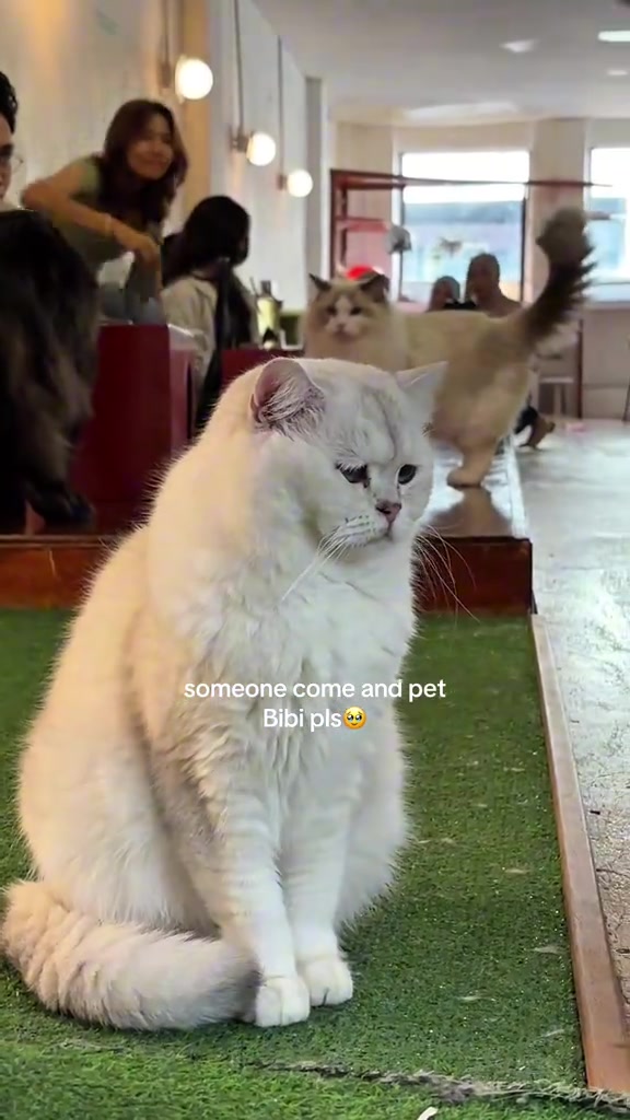 Kucing bulu putih duduk atas jalur rumput tiruan dalam kafe kucing, pelanggan dan kucing lain kabur di latar belakang