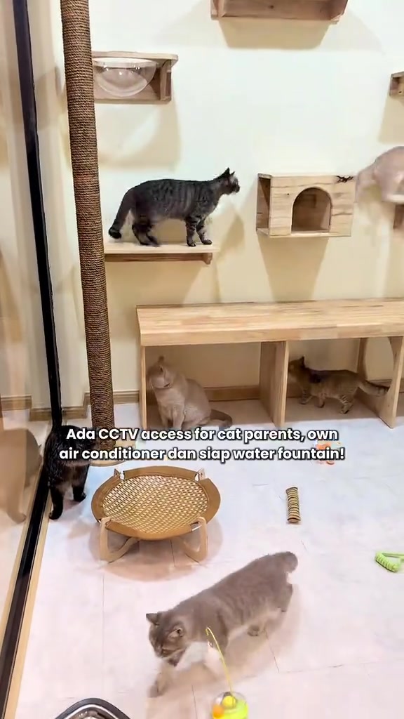 Bilik cat hotel dengan shelf kayu di dinding, tiang garu dan beberapa ekor kucing berjalan serta berehat