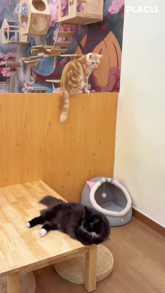 Suasana dalam kafe kucing: kucing oren bertenggek atas dinding pemisah kayu, kucing hitam baring atas meja rendah, ada katil kucing dan rak dinding kayu