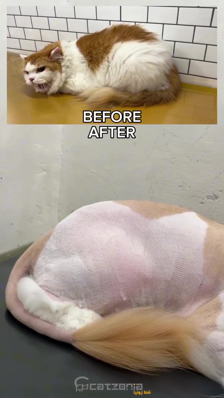 Perbandingan sebelum dan selepas lion cut: kucing bulu panjang berbulu tebal, kemudian kucing yang sama selepas dicukur pendek