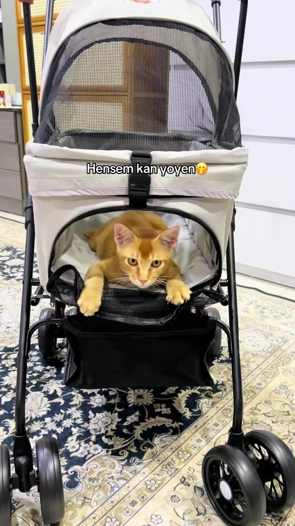 Stroller kucing untuk anak bulus indoor: dari harga RM59 sampai double decker, dan cara latih kucing yang takut keluar