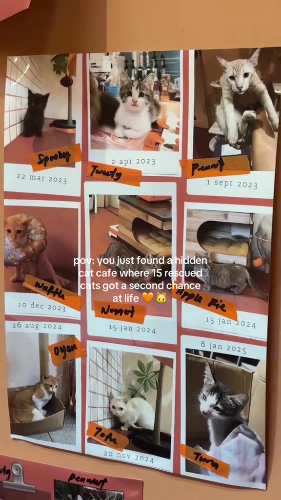 Dinding gambar cetak gaya polaroid kucing-kucing yang diselamatkan, setiap gambar ada label nama dan tarikh kucing masuk