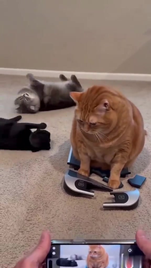 Kucing oyen badan besar duduk atas penimbang yang dah pecah terbelah, dua kucing lain bergolek di lantai sebelah