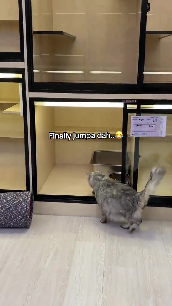 Kucing bulu kelabu berdiri depan bilik cat hotel berpintu kaca dengan kad check-in tergantung