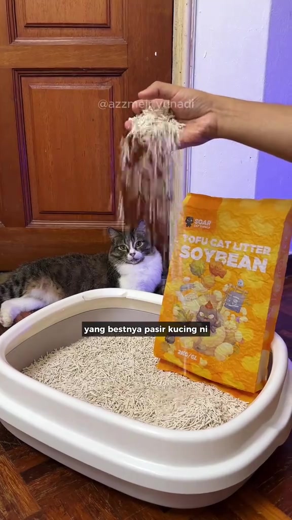 Tangan menabur pasir kucing tofu berbentuk pellet ke dalam kotak pasir, dengan kucing baring di sebelah beg pasir tofu soya
