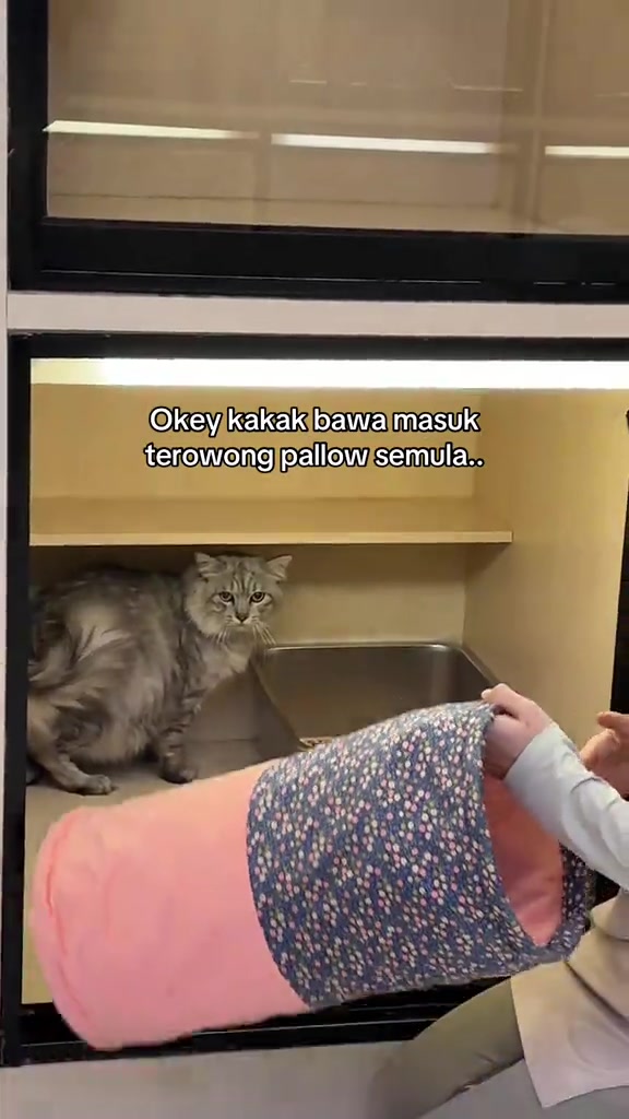 Staf cat hotel memasukkan terowong fabrik merah jambu ke dalam bilik tempat kucing kelabu duduk