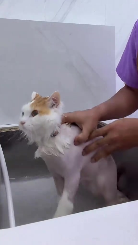 Kucing selepas lion cut dipegang perlahan oleh groomer di kawasan mandian salon