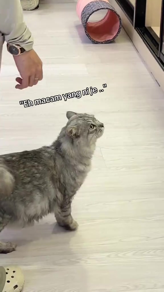 Kucing bulu kelabu mendongak ke arah tangan staf cat hotel masa sesi playtime