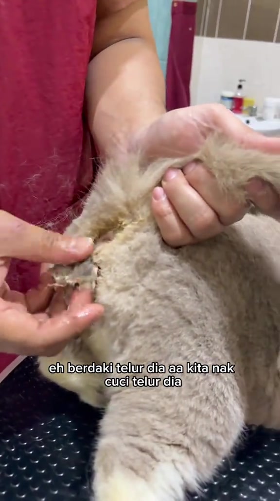 Tangan groomer membersihkan bahagian belakang telinga kucing berbulu cerah semasa sesi grooming