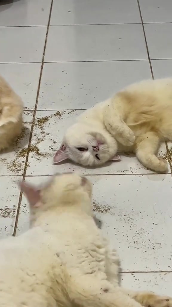 Kucing krem berbaring di lantai sebelah taburan catnip sambil kucing lain duduk di hadapan