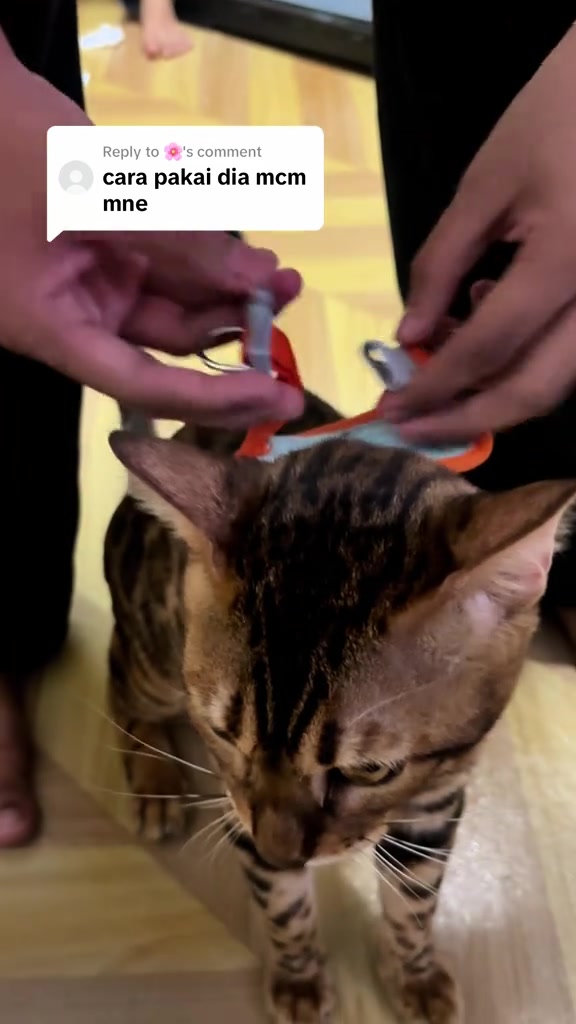 Tangan memasang strap harness oren dan biru di belakang badan kucing Bengal sebelum klip dikunci