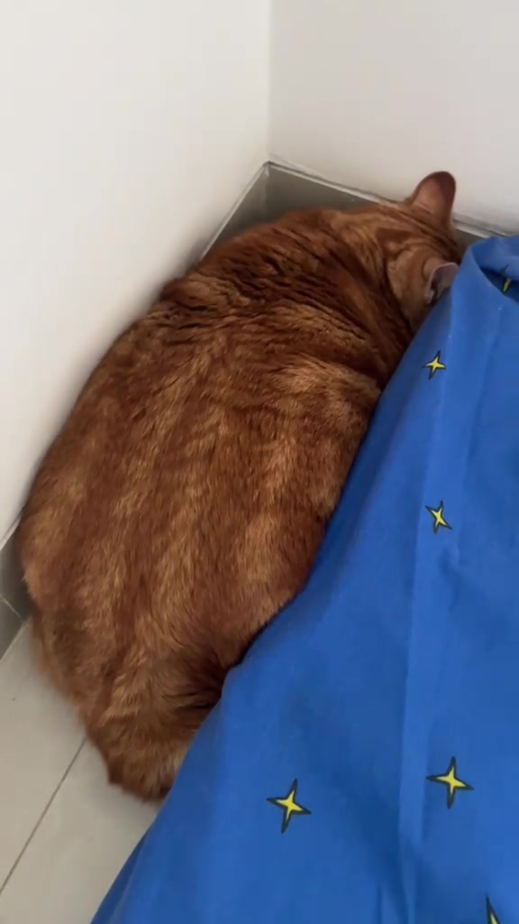 Kucing oren menggulung badan di celah sempit antara dinding dan katil bersarung biru