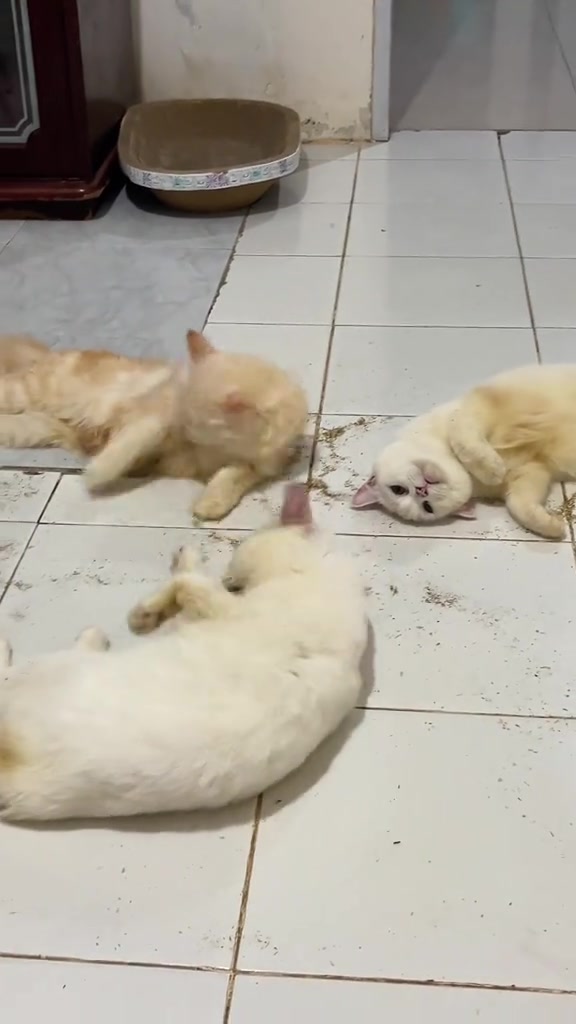 Catnip vs silvervine vs rumput kucing: dua majikan saya, tiga reaksi berbeza