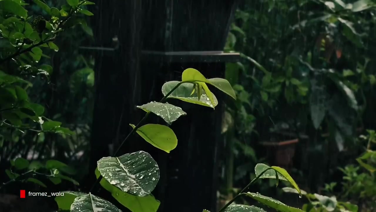 Gambar sampel makro daun hijau dengan titisan air dirakam dengan Nothing Phone (4b)