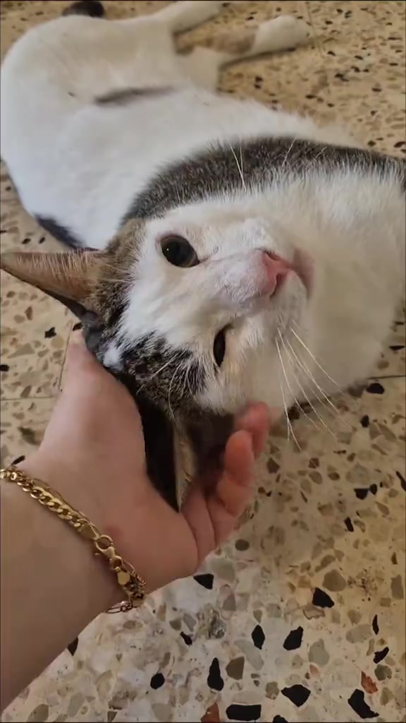 Kucing putih berbelak kelabu baring mengiring di lantai sambil tangan manusia mengusap kepalanya