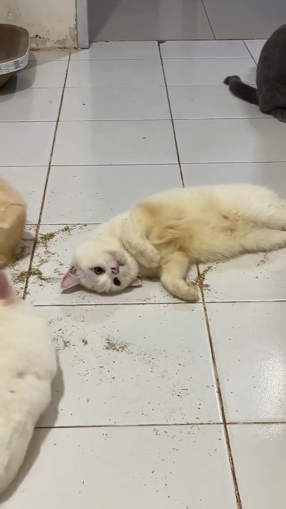 Kucing putih berguling atas lantai jubin bertaburan serbuk catnip