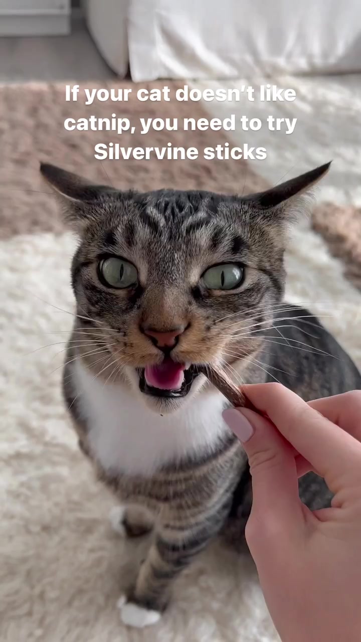 Kucing belang membeliak mata sambil menggigit batang silvervine yang dipegang oleh tangan