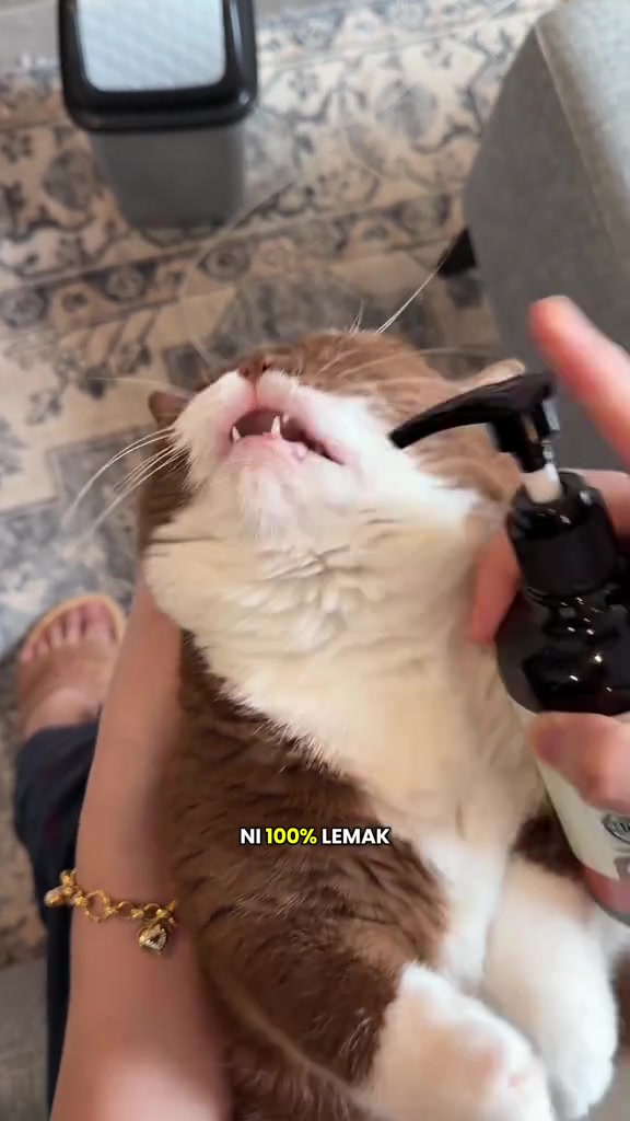 Kucing mendongak dengan mulut terbuka sewaktu pam botol minyak salmon dihala ke arah mulutnya