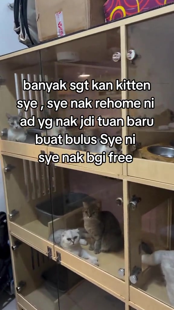 Beberapa ekor kucing dan kitten dalam kabinet kaca bertingkat di sebuah rumah, dengan teks video tentang rehome percuma
