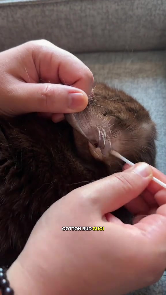 Cuci telinga kucing di rumah: tanda ear mites, langkah selamat tanpa cotton bud masuk dalam, dan harga ear cleaner RM