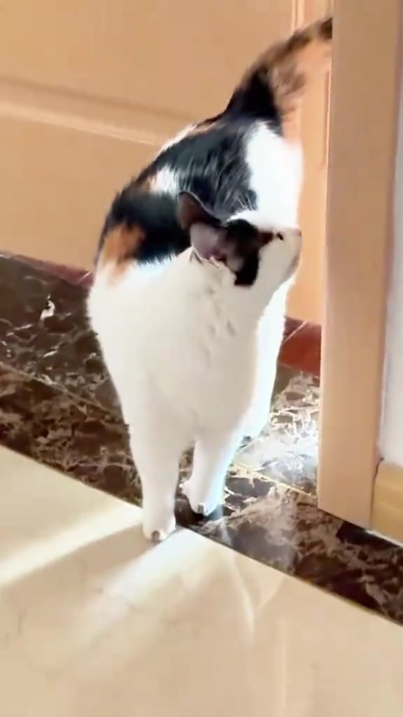 Kucing calico berdiri depan pintu rumah dengan ekor terangkat sambil memandang ke arah pintu
