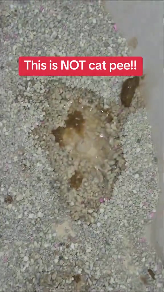 Ketulan pasir kucing basah dengan cecair lendir keperangan dalam kotak pasir, bukan air kencing biasa