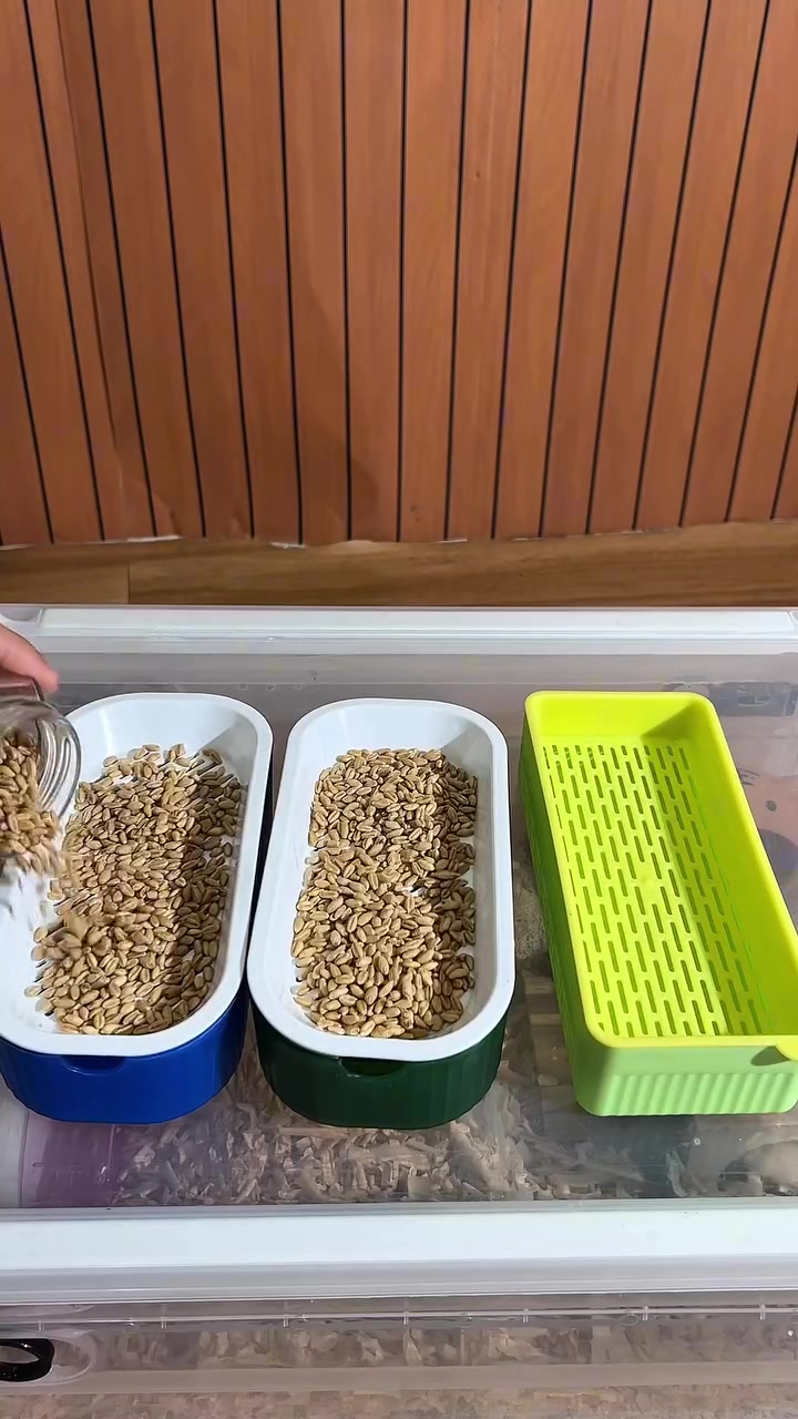 Tangan menuang benih rumput gandum ke dalam tray semaian berwarna biru, hijau dan hijau muda
