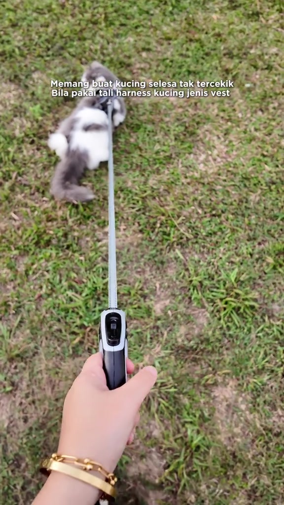 Tangan memegang pemegang tali kucing sambil kucing kelabu putih berbaring di rumput dengan tali terulur
