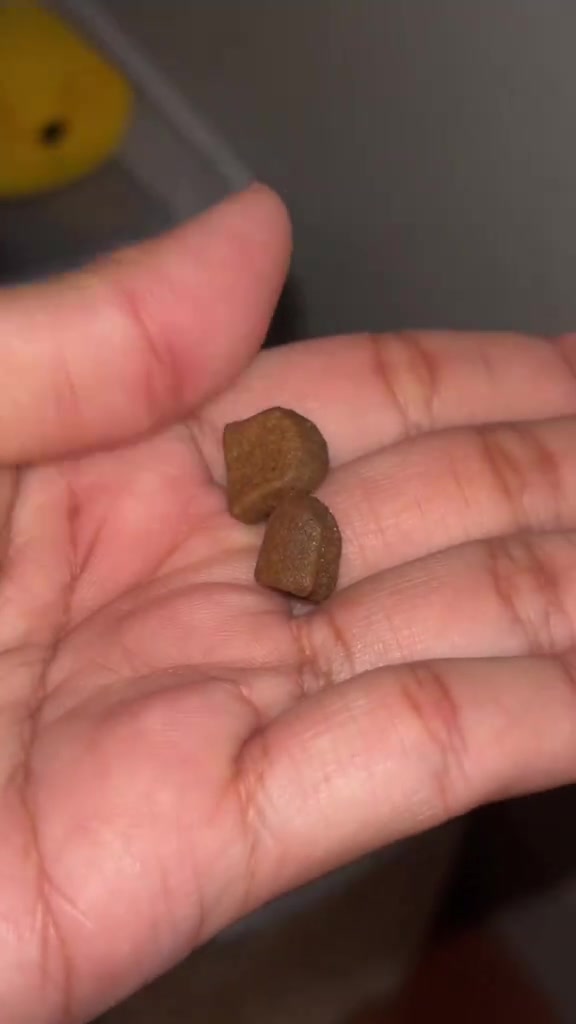 Dua butir kibbles coklat diletak di atas tapak tangan manusia untuk menunjukkan saiz butir