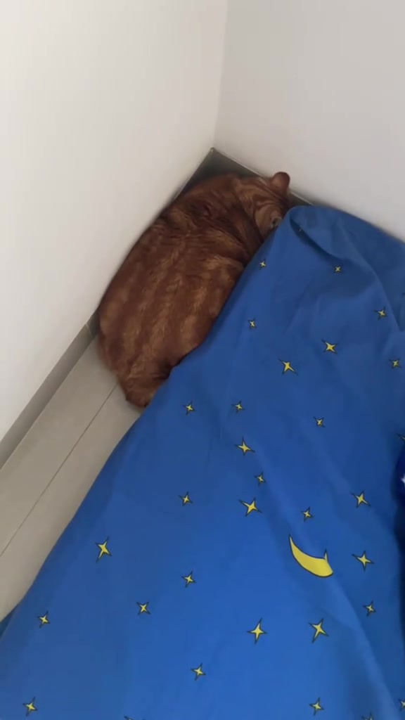 Kucing oren menggulung badan di penjuru dinding sebelah katil, membelakangkan kamera