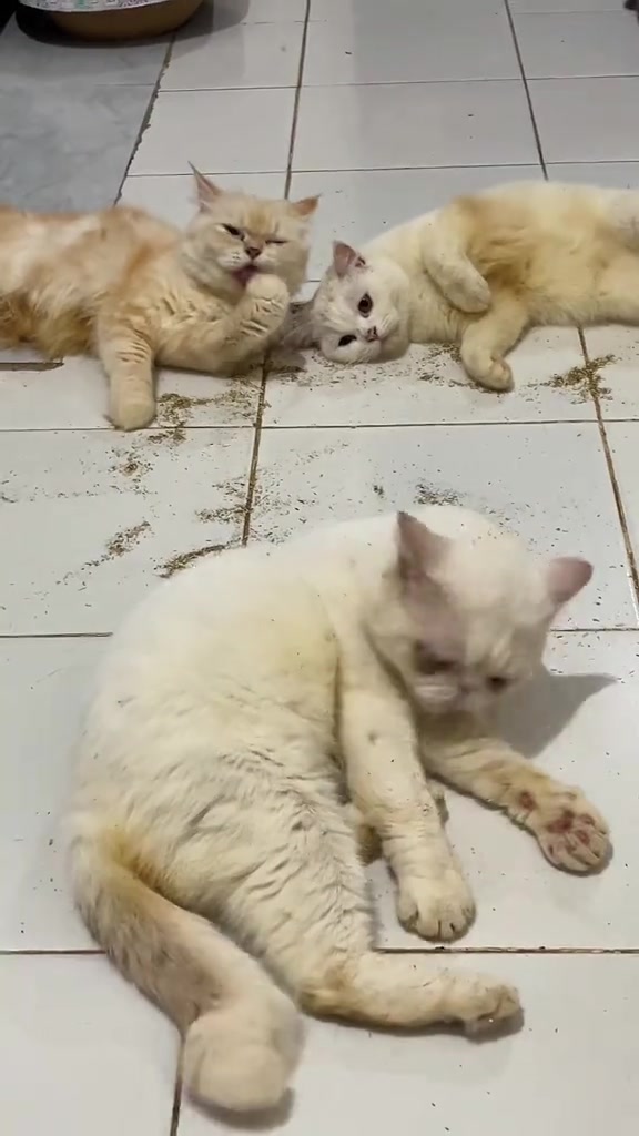 Tiga kucing berbaring lesu di lantai jubin selepas pesta catnip, seekor menjilat kaki depan