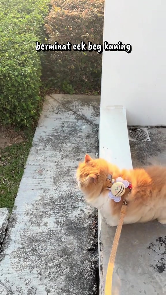 Kucing bulu oren pakai harness bertali kuning berjalan di tepi pagar taman