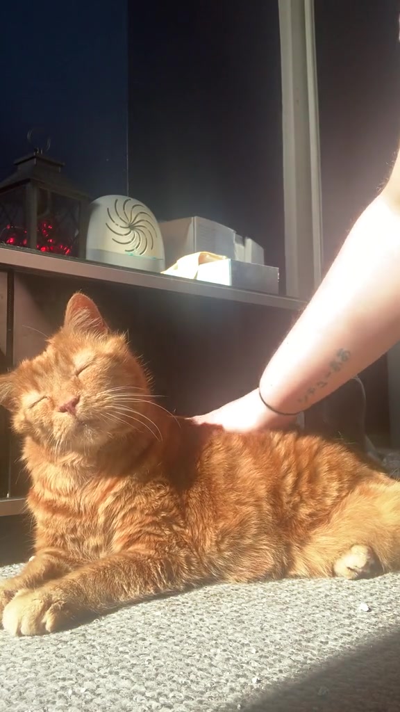 Umur kucing dalam tahun manusia: kenapa darab 7 meleset, dan cara saya agak umur dua majikan tanpa birthday