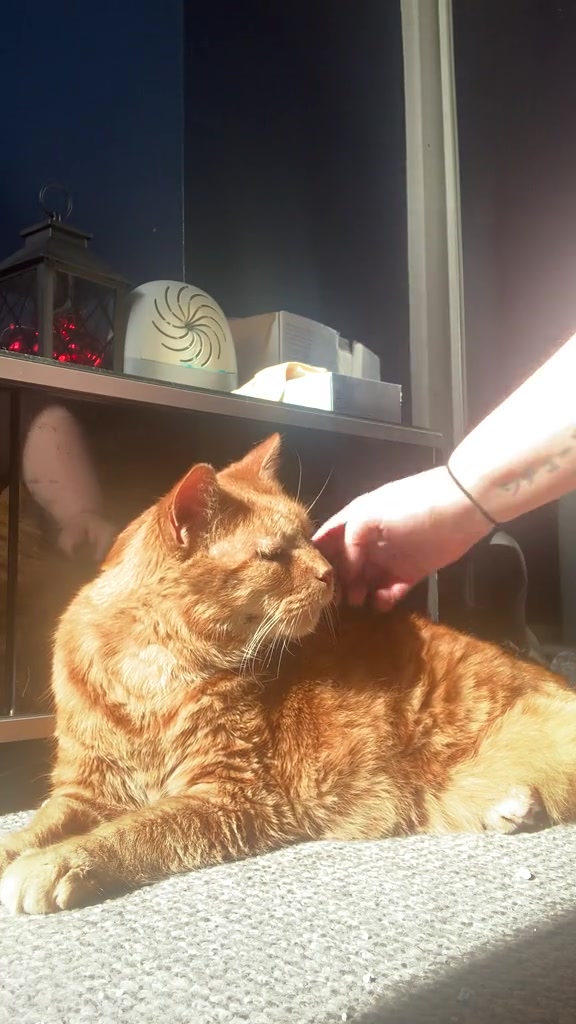 Kucing oren duduk di atas permaidani sambil tangan manusia mengusap belakang lehanya, cahaya matahari dari tepi tingkap