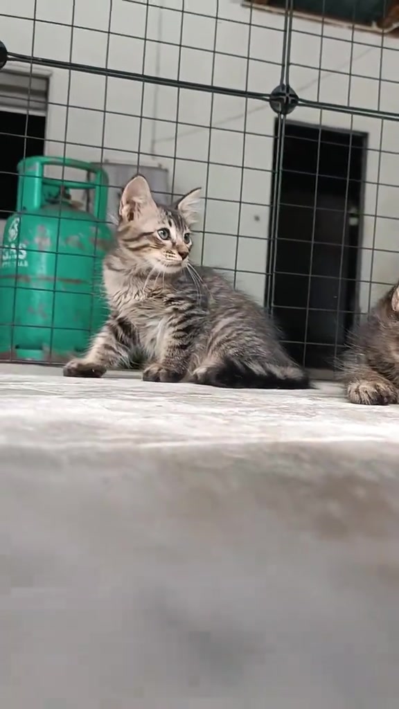 Seekor anak kucing belang duduk di lantai simen dalam kawasan berpagar jaring wayar