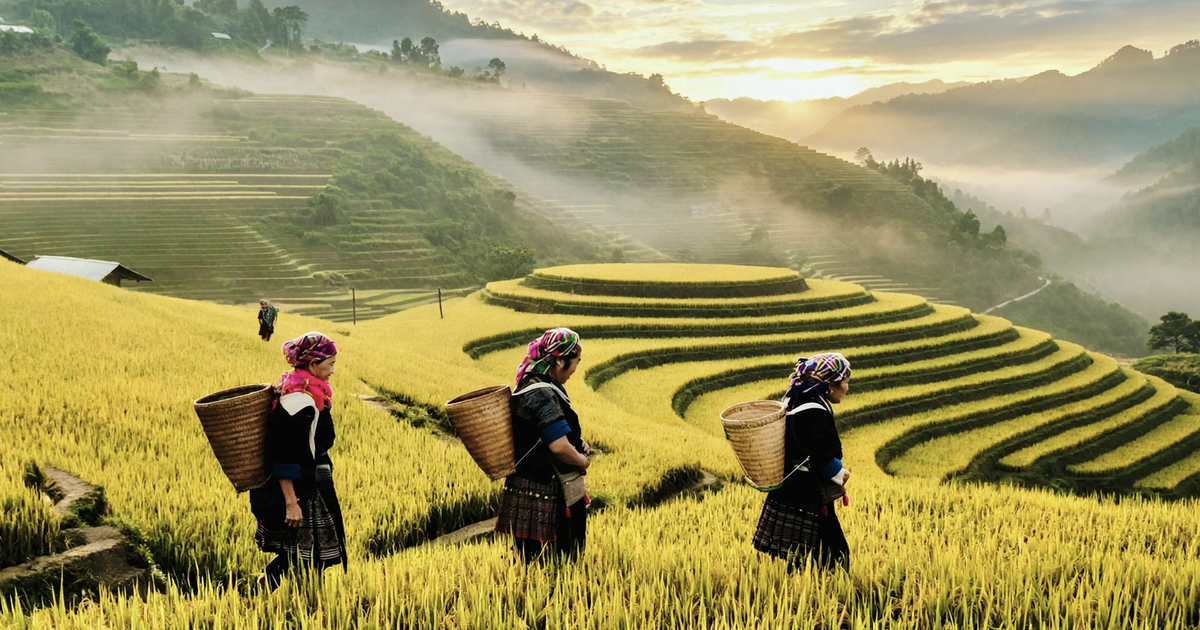 Săn khoảnh khắc lúa chín vàng óng ở ruộng bậc thang phía Bắc