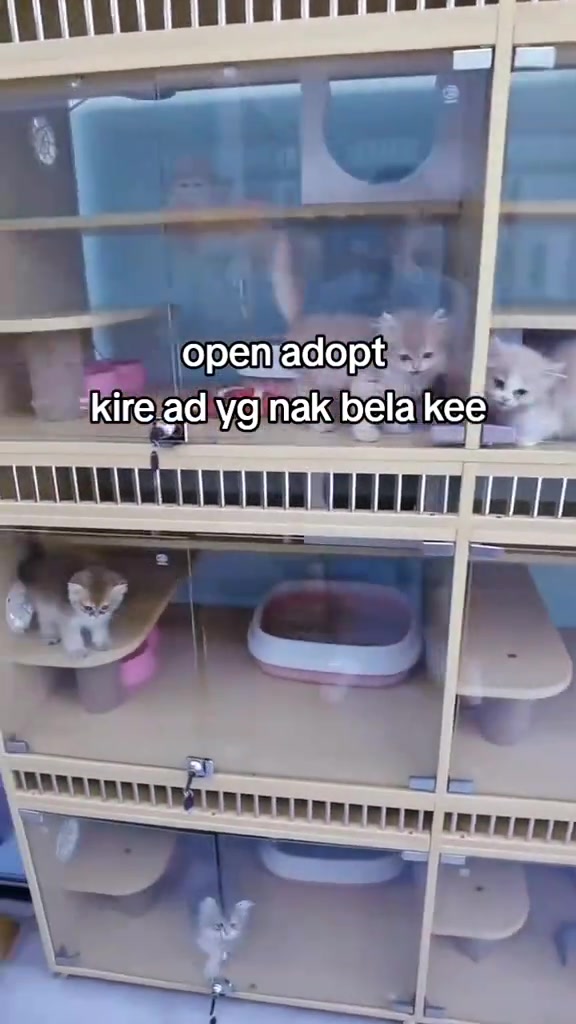 Anak-anak kucing menjenguk dari sekat kaca kandang bertingkat yang dilengkapi bekas pasir dan tempat tidur