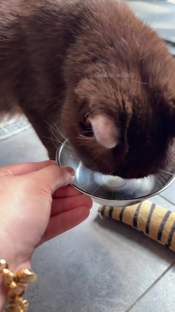 Kucing menjilat makanan dari mangkuk stainless kecil yang dipegang dengan tangan