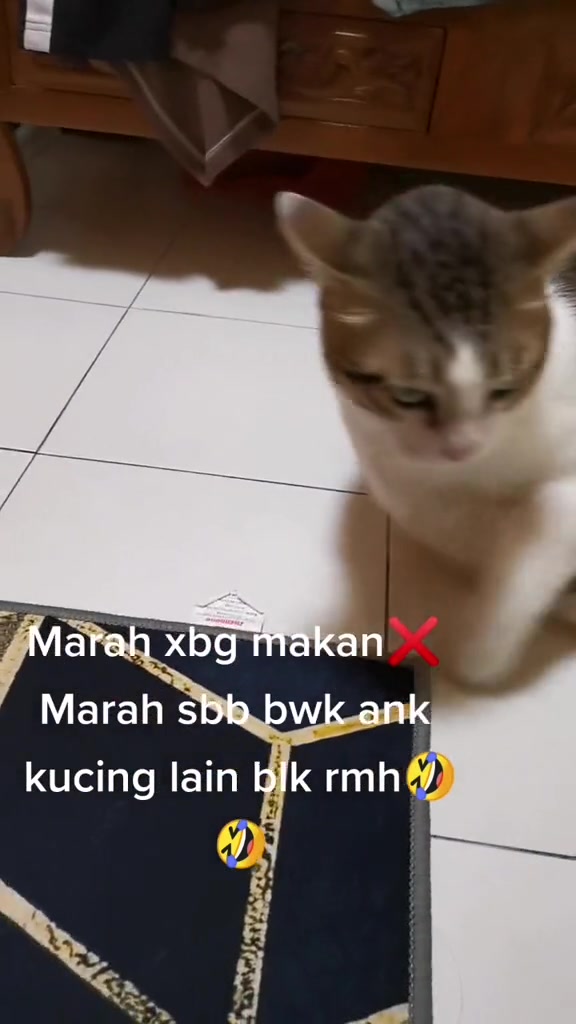 Kucing belang putih dan kelabu duduk di lantai jubin dengan kepala tunduk seolah-olah kecil hati