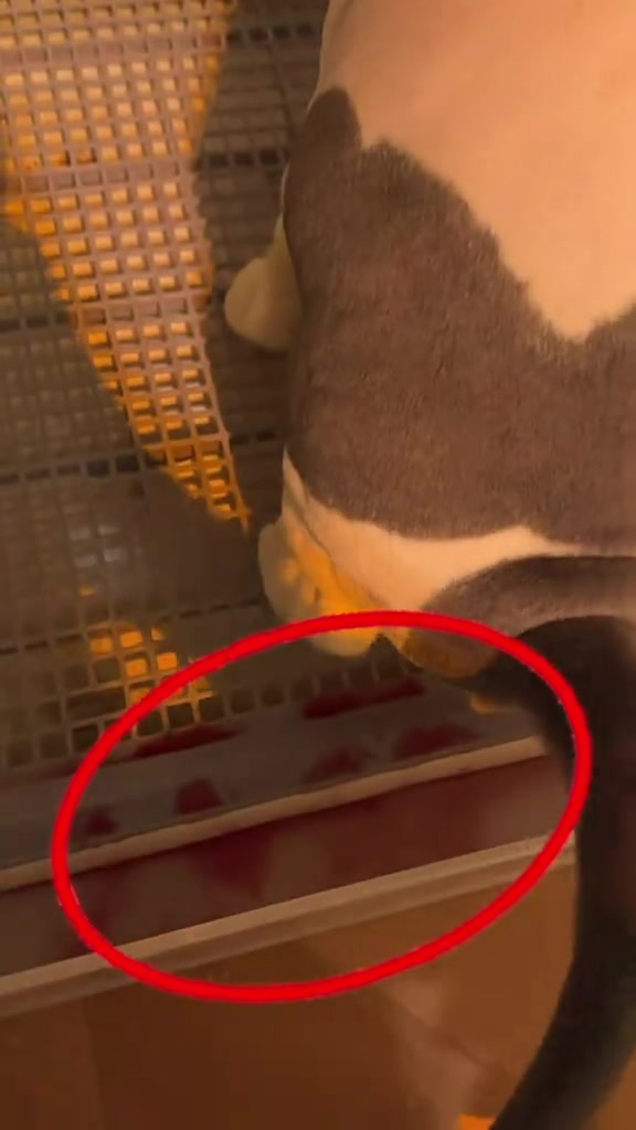 Tompok kecil dalam pasir kucing dibulatkan merah semasa pemeriksaan ketulan waktu mencedok