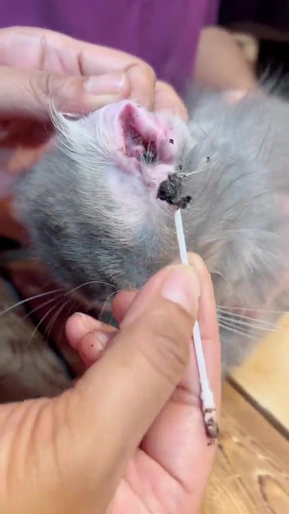Cuping telinga kucing kelabu dengan kotoran hitam berkerak di pangkal cuping, sedang dikeluarkan dengan cotton bud