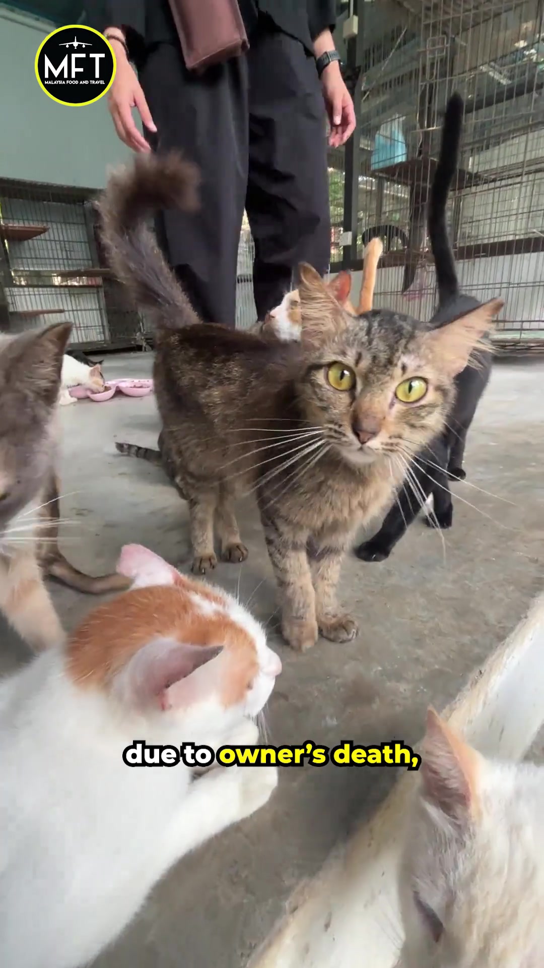 Kucing-kucing di sebuah rumah perlindungan mengerumuni pengunjung yang berdiri di ruang berlantai simen dengan kandang di belakang
