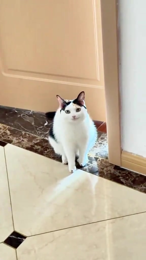 Kucing calico duduk tenang di hadapan pintu rumah selepas keluar dari tempat sorok