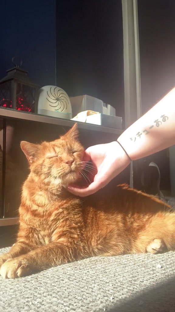 Kucing oren berbaring dalam cahaya matahari sambil tangan manusia mengusap bawah dagunya, mata terpejam selesa