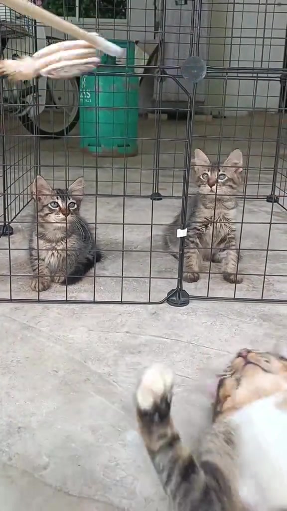 Dua anak kucing belang dalam kandang permainan wayar memandang mainan bulu pada batang, lantai simen bersih